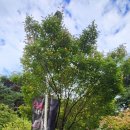 우포늪 광장 이미지