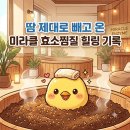 힐링찜질 | 수원 호매실 미라클 효소찜질 육아 피로 싹 날리고 온 효소찜질 힐링 타임 솔직후기