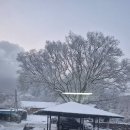 느티나무집민박 이미지