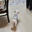 세진펜션 | [강원도 원주] 바베큐장, 노천탕, 반려견👌 복층 단체 펜션, 하이봉자