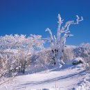 선경사슴 이미지