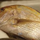 생선공방 이미지