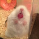 로바다야끼그물 이미지