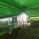금계산장 - 칠곡군 | 대구 팔공산-평상에 앉아 분위기에 취해 백숙맛보는’금계산장’솔직후기