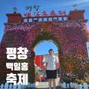 코스모스축제장 제방 | 평창 가볼만한 곳 백일홍 축제 방문후기 대한민국 9월 축제 추천