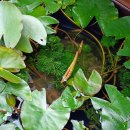 돈카츠야 이미지