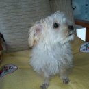 동물병원 퍼피하우스 이미지