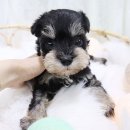 호야펫 구리점 이미지