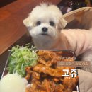 고쥬 | 신사역 애견동반 맛집 | 실내동반 가능한 일본식 덮밥 전문점 "고쥬" 내돈내산 솔직 후기