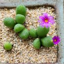 피기피기 이미지