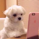 쭈노