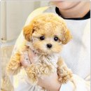 강아지분양 애견입양 아이러브독 수원점 말티푸미니비숑포메 이미지