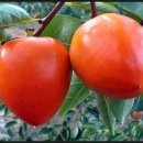 대봉축산 이미지