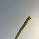 르몽몽 | 강아지수제간식&lt;몽몽야옹 빼빼도넛&gt;급여해본 솔직 후기