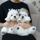 꼬똥켄넬 이미지