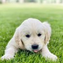 카카오 동물병원 이미지