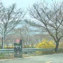 벚꽃마을 | 여수 승월마을 벚꽃 명소 후기 | 개화 전 다녀온 봄 산책 코스