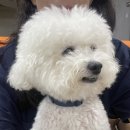 개랑놀아주는남자 이미지