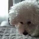 모두의 댕댕이 이미지