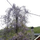 베가(VEGA) 이미지