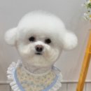 댕화살롱 이미지
