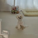 M&H Care Solution(M&H케어솔루션) | 페스룸 PETHROOM 강아지용품 1년6개월 내돈내산 실사용후기