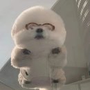 아카루이