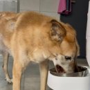 동물농장 이미지