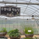 우포가시연꽃마을 이미지