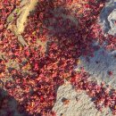 용연공원(도로변) 이미지