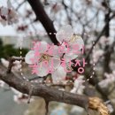 꽃보라미용실 이미지