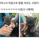 개의온도 이미지