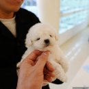 대구강아지분양 원펫 | 대구강아지분양 단방해결 홍스퍼피 후기생생하게 정보 가득가득 담았어요