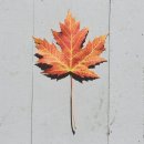 농업회사법인 주식회사 다고 이미지