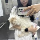 언니네 애견미용실 네이버블로그