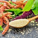 아마란스 이미지