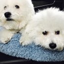 에덴애견훈련소 | 아산 에덴도그파크 훈련소 다녀왔어요