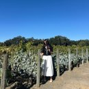 SPACE-2022 | [샌프란시스코 여행]오퍼스원 와이너리 투어 시크릿 빈티지 시음후기