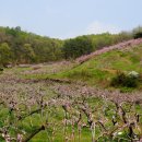 수레의산자연휴양림 이미지