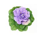 꽃그림 색연필화(보타니컬 아트) 이미지