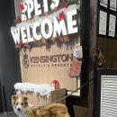 씨유(CU)충주중앙점 | 켄싱턴리조트 충주 서울 근교 애견동반여행 BBQ, 조식, 프리미어 펫룸 근처 놀거리