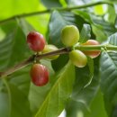 커피체리 이미지