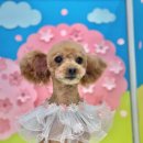 러블리 댕댕 이미지