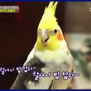 말하는앵무새