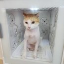 아이캣 | 천안고양이미용 아이캣 고양이전문가에게 미용 맡긴 후기