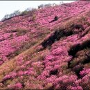 봄꽃 축제~꽃망울 '휘영청' 남도로 떠나보세요... 이미지