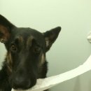 댕댕이와냥이 이미지