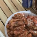 캠프더 포레 이미지