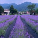 라벤더 이미지