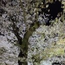 언양 작천정 벚꽃 이미지